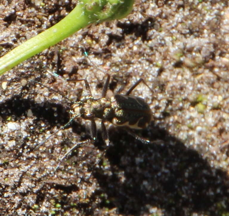 Image of New Zealand common tiger beetle