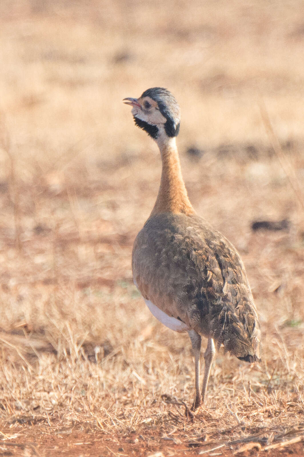 Imagem de Eupodotis senegalensis barrowii (Gray & JE 1829)