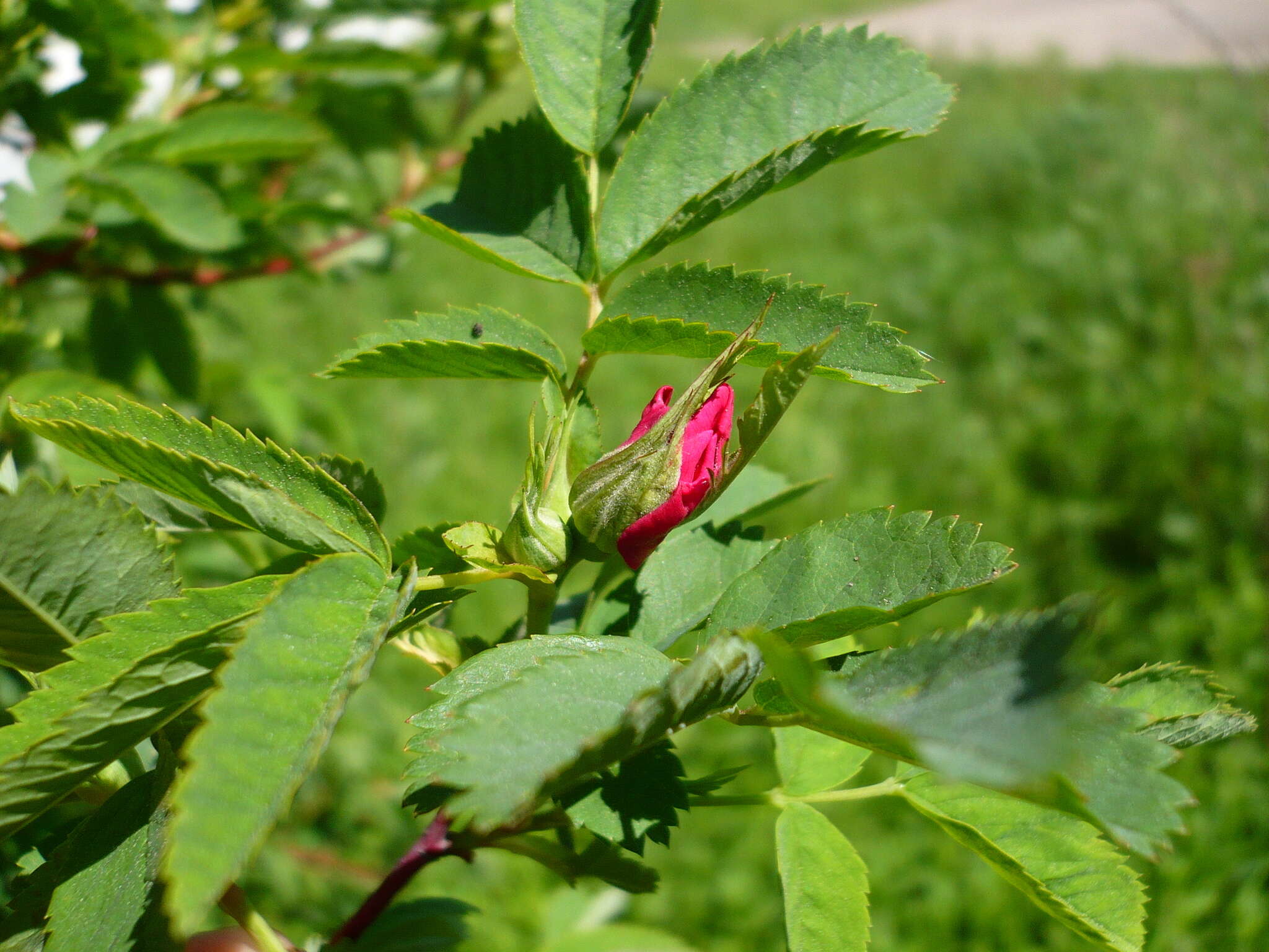 Image of Rosa glabrifolia C. A. Mey. ex Rupr.