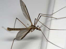 Image of Marsh crane fly