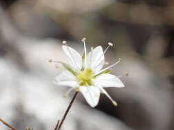 Imagem de Sabulina attica subsp. attica