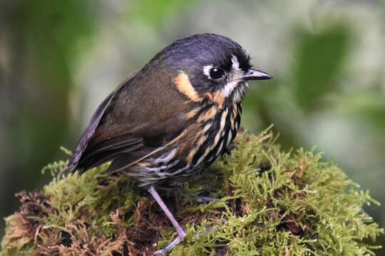 Image of Crescent-chested antpitta