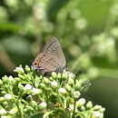 صورة <i>Satyrium favonius ontario</i>