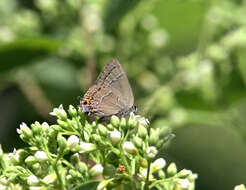 Image of <i>Satyrium favonius ontario</i>