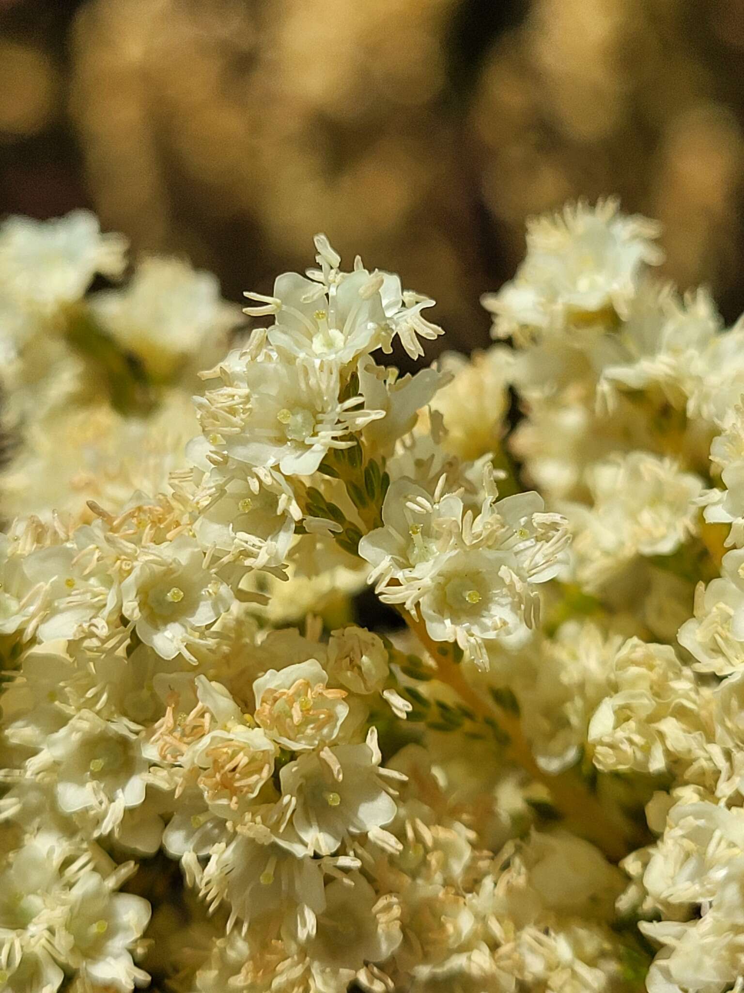 Image of Erica leucanthera L. fil.