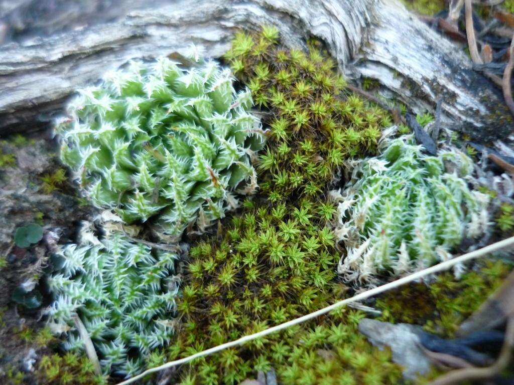 Image of Haworthia herbacea (Mill.) Stearn