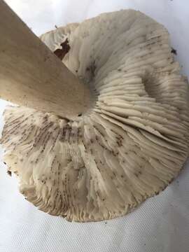 Image of Tricholoma nigrum Shanks & Ovrebo 1996