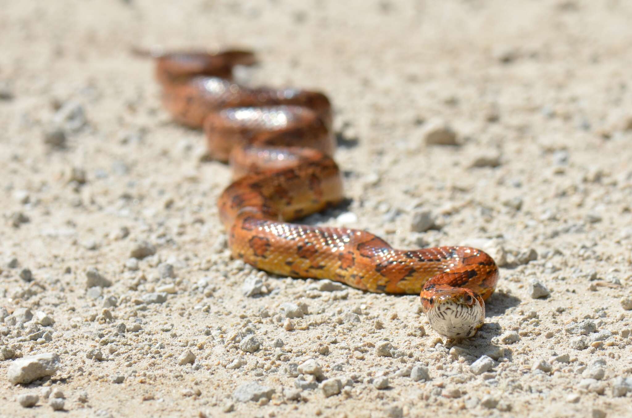 Image of Corn Snake