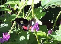 صورة Parides panares (Gray (1853))