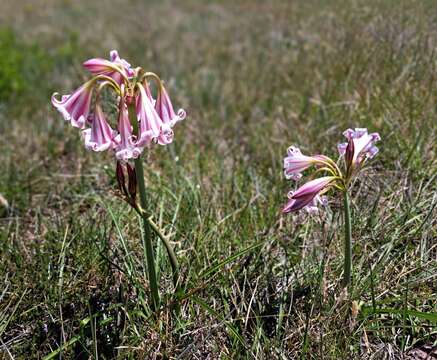 Image of Crinum lineare L. fil.