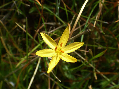 Image of Timberland Blue-Eyed-Grass