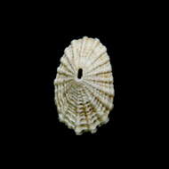 Image of Common Keyhole Limpet