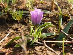 Image of Moraea barnardiella Goldblatt