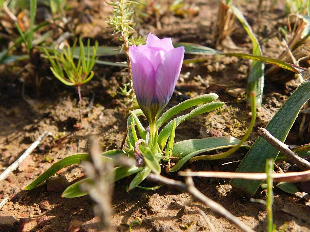 Image of Moraea barnardiella Goldblatt