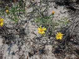 Image of sickleleaf silkgrass