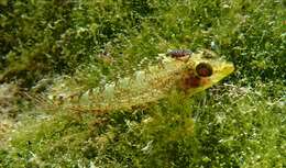 Image of Tripterygion tartessicum Carreras-Carbonell, Pascual & Macpherson 2007