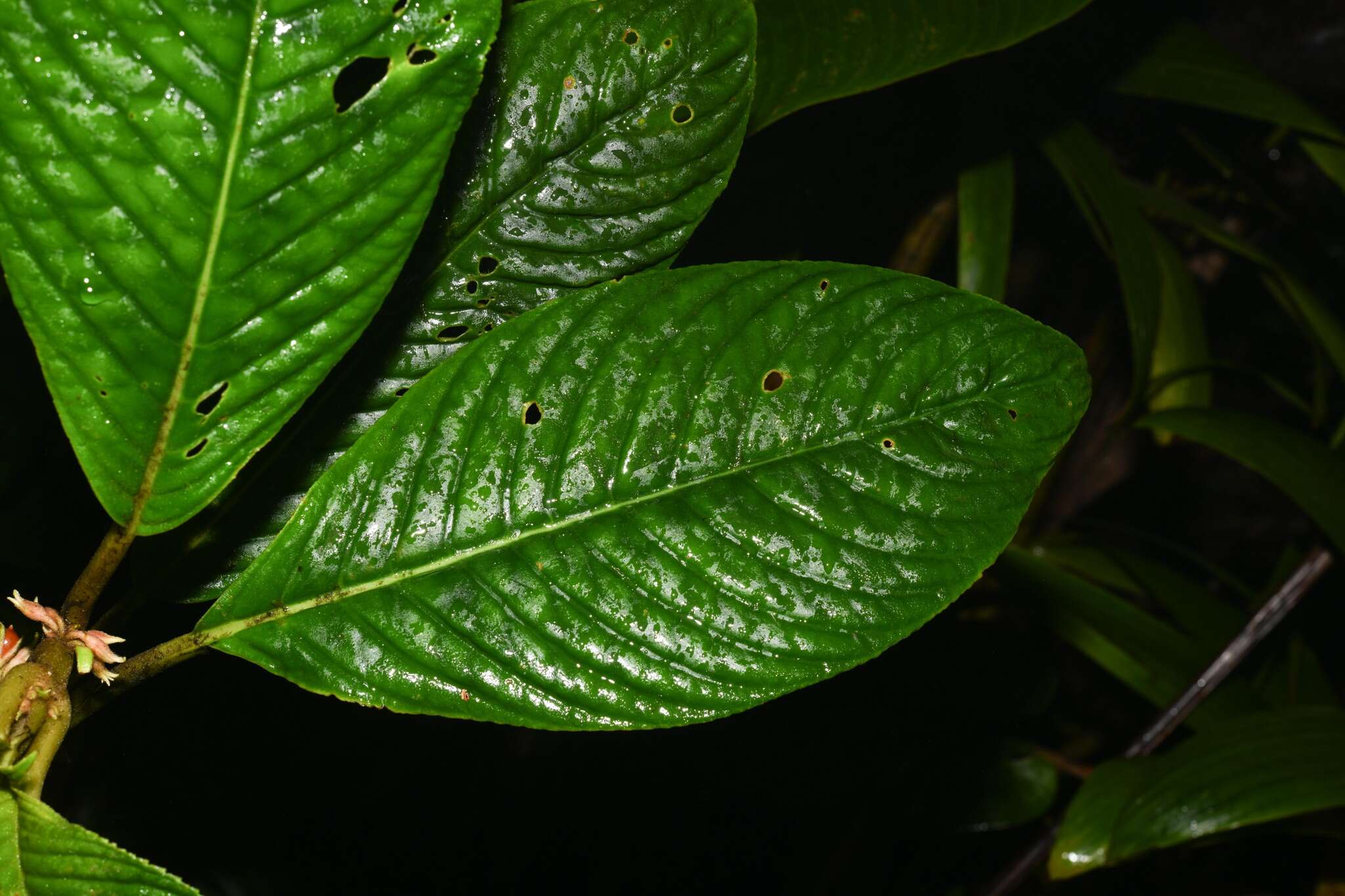 Image of Besleria petiolaris (Griseb.) Urb.