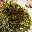 Image of <i>Imbribryum mildeanum</i>