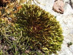 Image of <i>Imbribryum mildeanum</i>