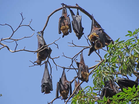 Image of Indian Flying Fox