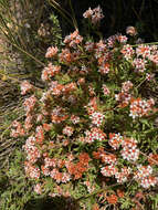 Image of Crassula pruinosa L.