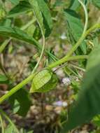 Plancia ëd Physalis lagascae Roem. & Schult.