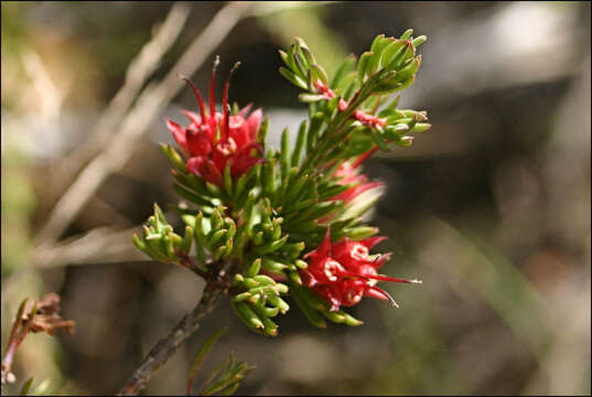 Image of Darwinia taxifolia A. Cunn.