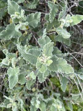 Sivun Salvia dominica L. kuva