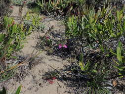 Polygala pubiflora Burch. ex DC.的圖片