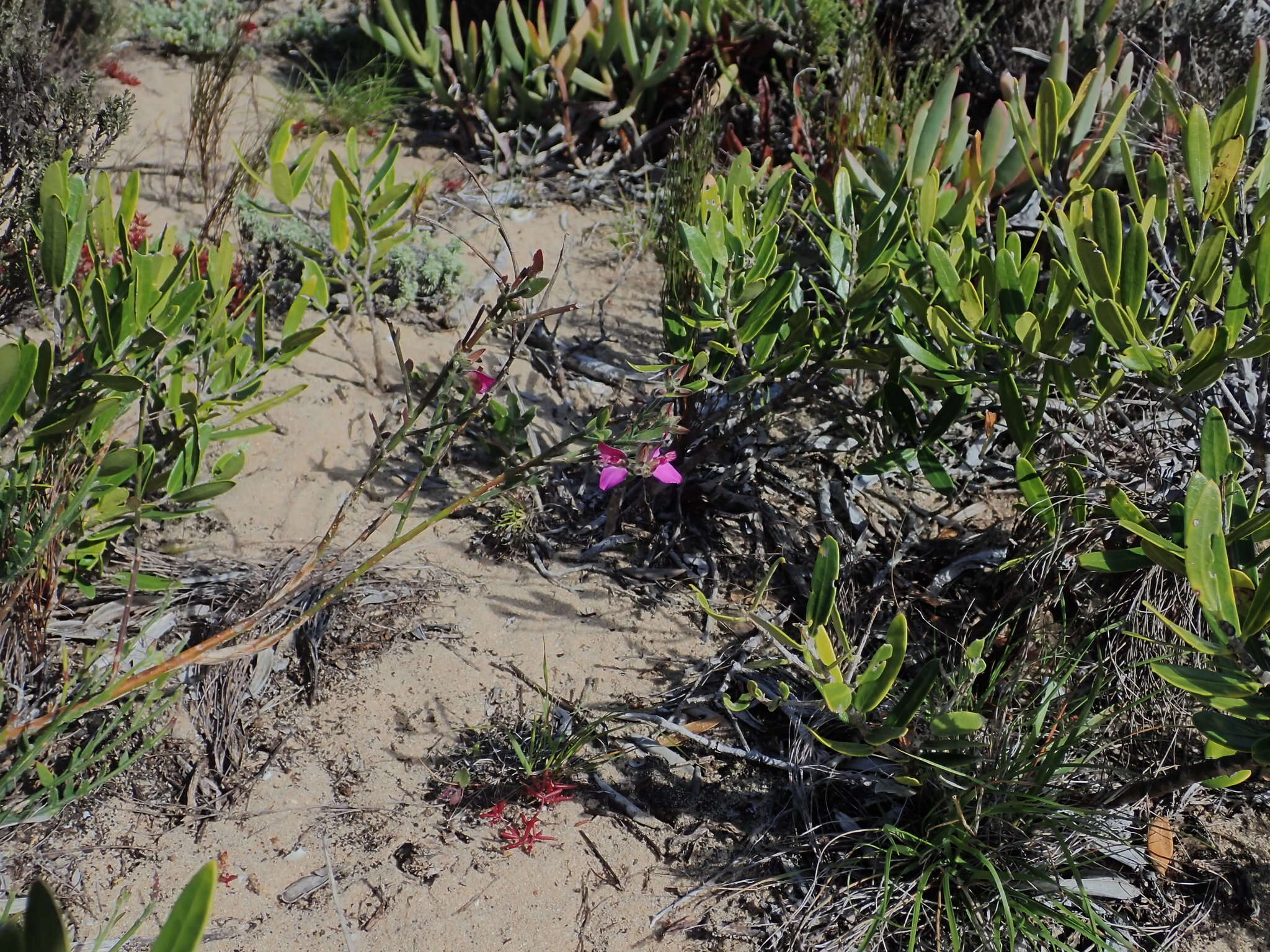 Polygala pubiflora Burch. ex DC.的圖片