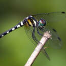 Imagem de Tetrathemis leptoptera (Selys 1869)