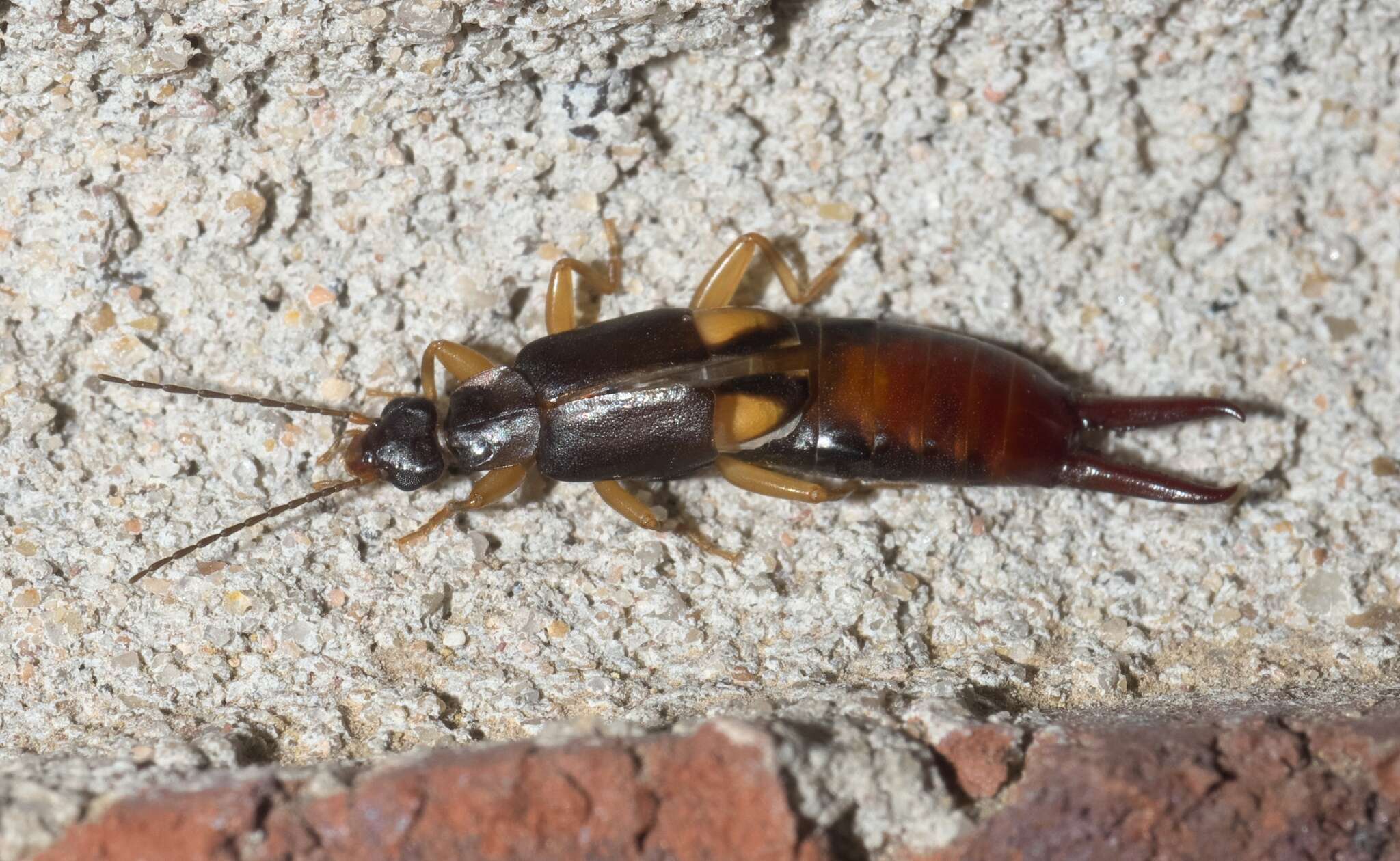 Image of Vostox brunneipennis (Audinet-Serville 1838)