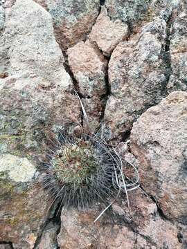 Image de Mammillaria rekoi (Britton & Rose) Vaupel