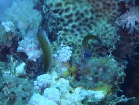 Image of Aron's Blenny