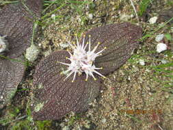 Image of Massonia longipes Baker