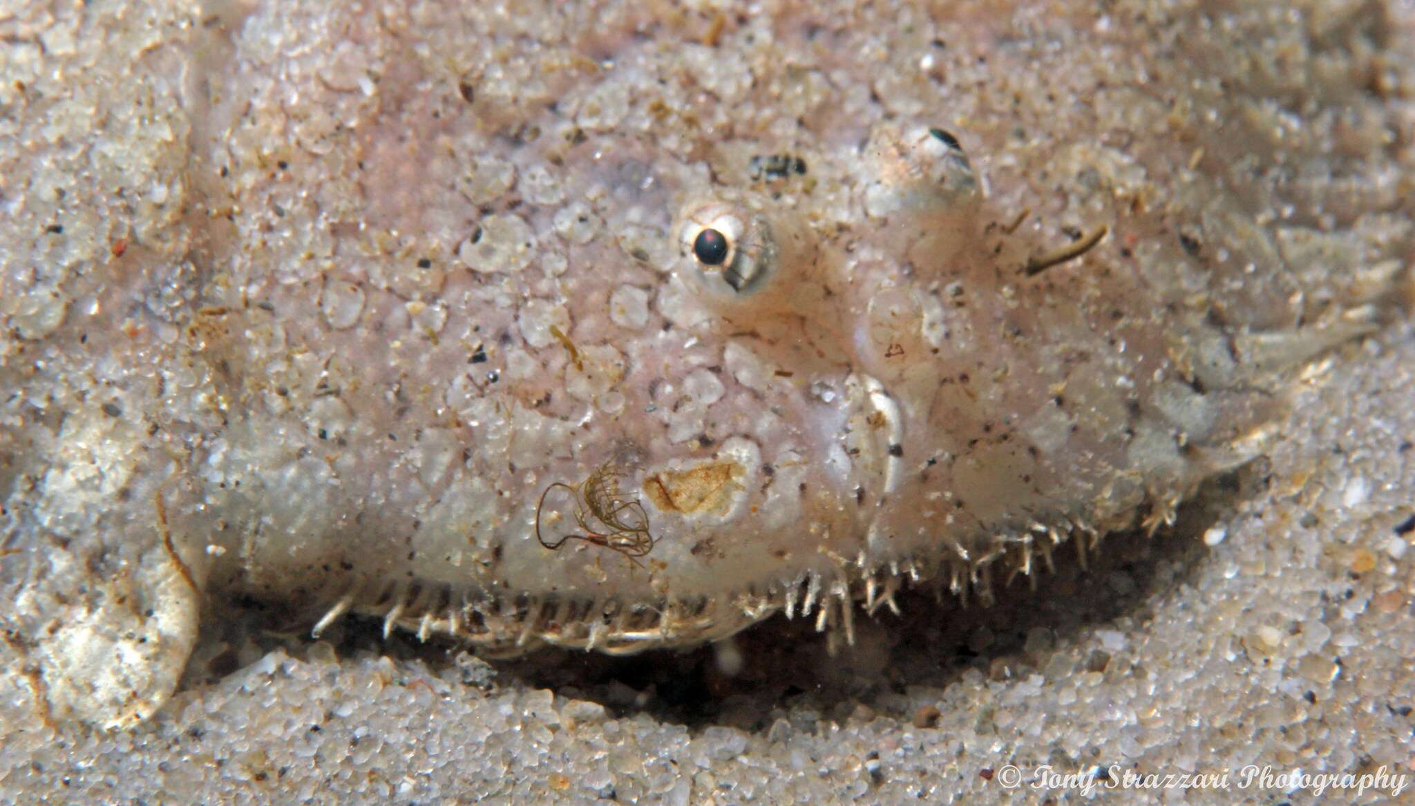 Image of Southern peacock sole