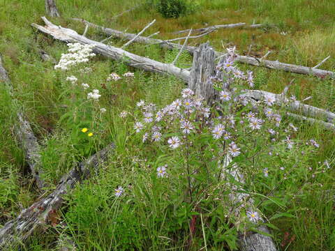 Image de Symphyotrichum puniceum (L.) A. Löve & D. Löve