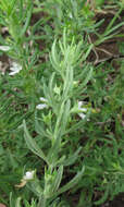 Image de Teucrium trifidum Retz.