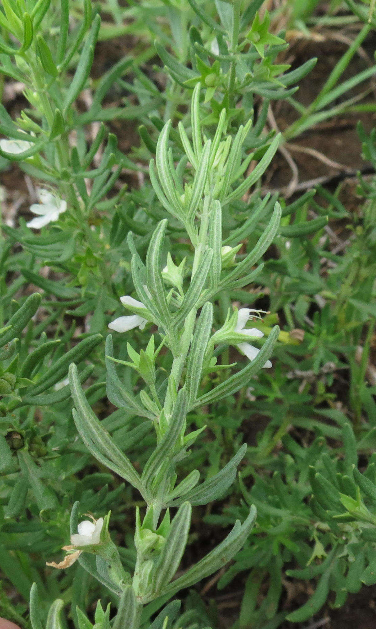 Image de Teucrium trifidum Retz.