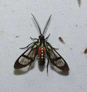 Image de Poecilosoma eone Hübner 1827