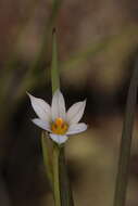 Sisyrinchium groenlandicum Böcher的圖片