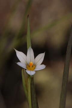 Image of Greenland blueeyed grass