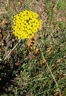 Image of Athanasia juncea (DC.) D. Dietr.