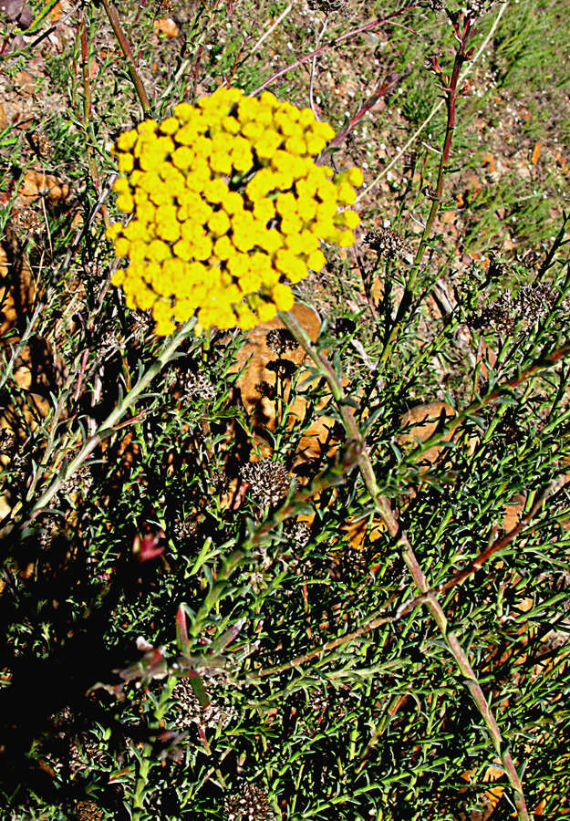 Image of Athanasia juncea (DC.) D. Dietr.