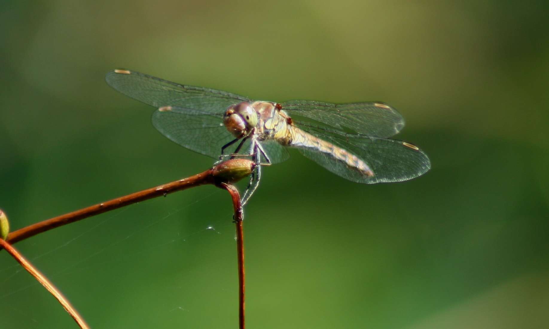 Image of Common Darter