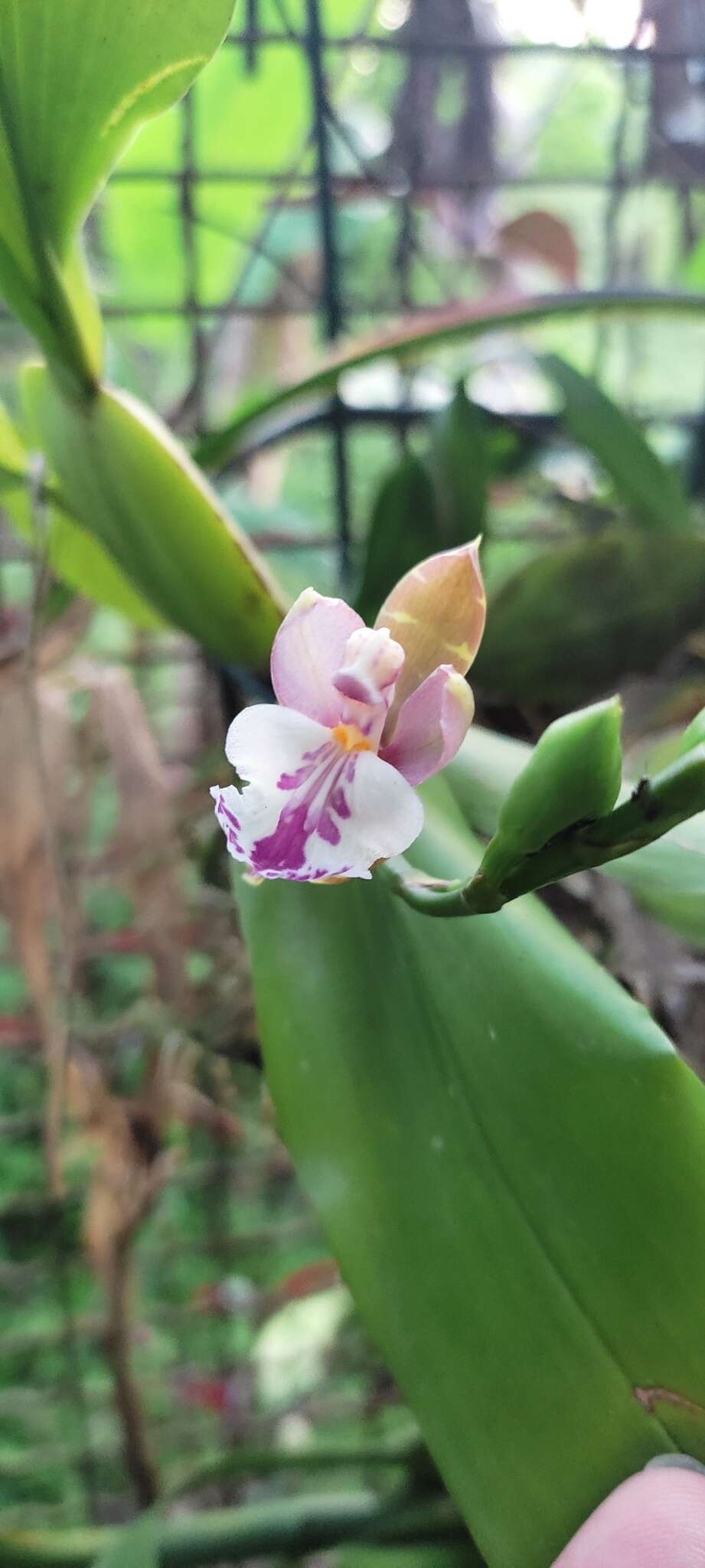 Imagem de Aspasia epidendroides Lindl.