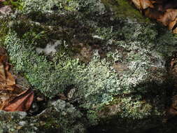 Image of Heterodermia japonica (M. Satô) Swinscow & Krog