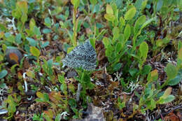 Image de Entephria polata Duponchel 1830