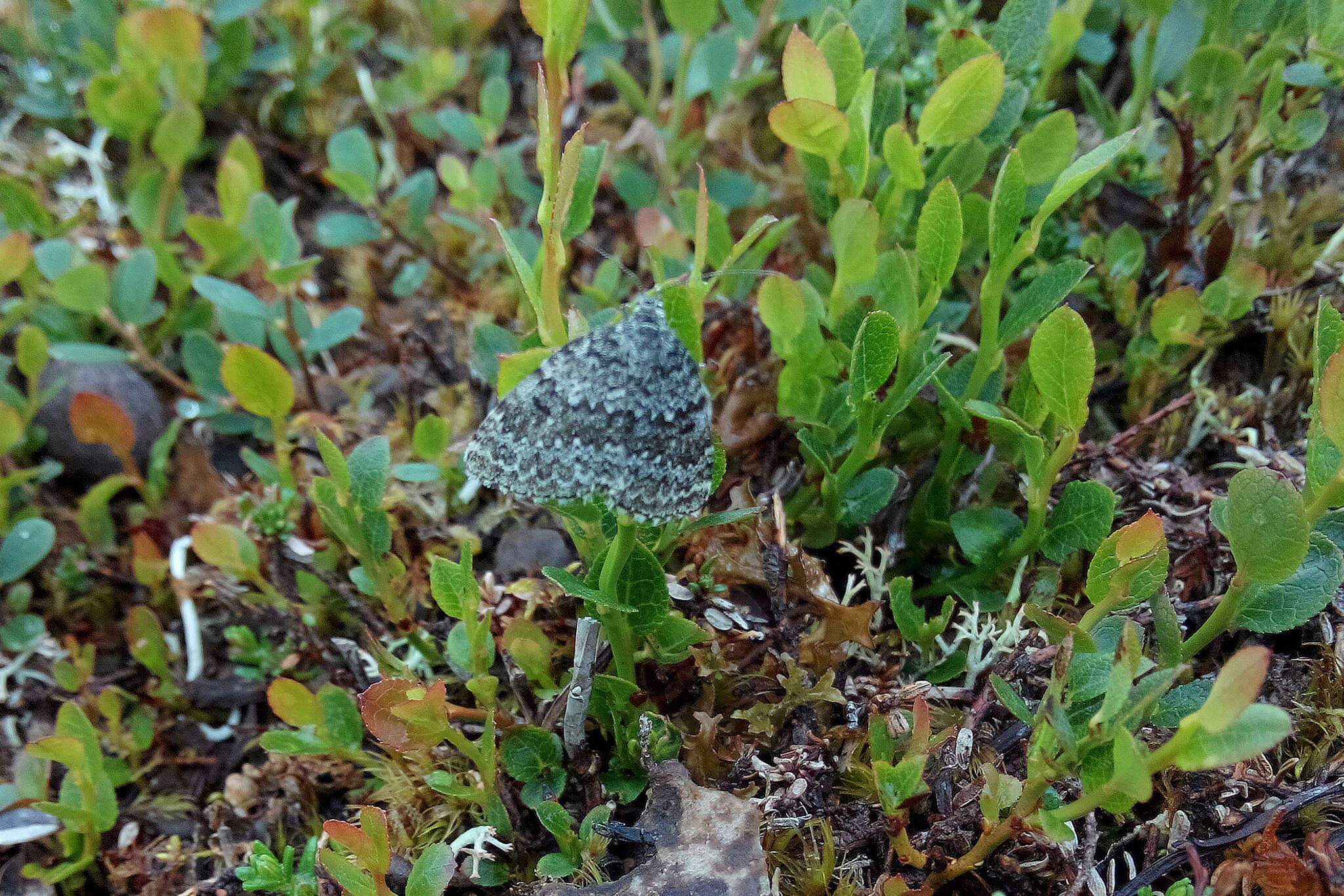 Image de Entephria polata Duponchel 1830