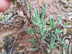 Image of Lampranthus zeyheri (Salm-Dyck) N. E. Br.